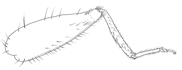 image of Oligacanthopus prograptus