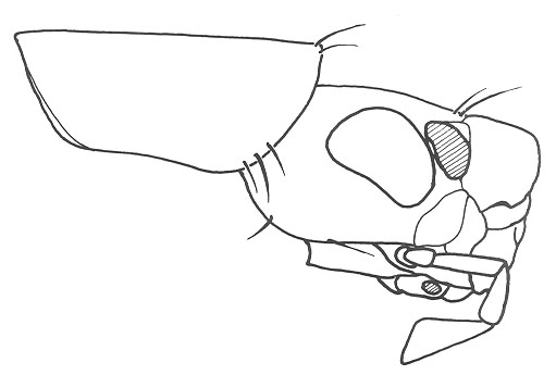 image of Oligacanthopus prograptus