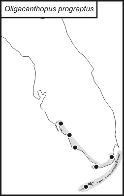 distribution map for Oligacanthopus prograptus