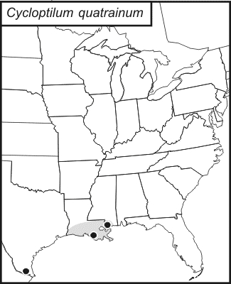 distribution map for Cycloptilum quatrainum