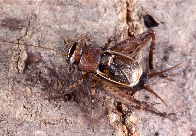 image of Pictonemobius ambitiosus