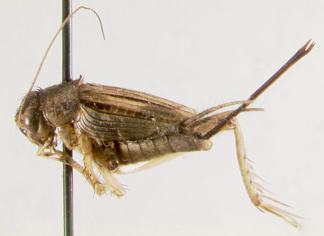 image of Allonemobius shalontaki