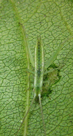 image of Oecanthus walkeri