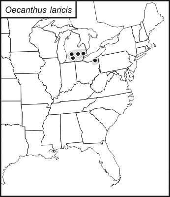 distribution map for Oecanthus laricis