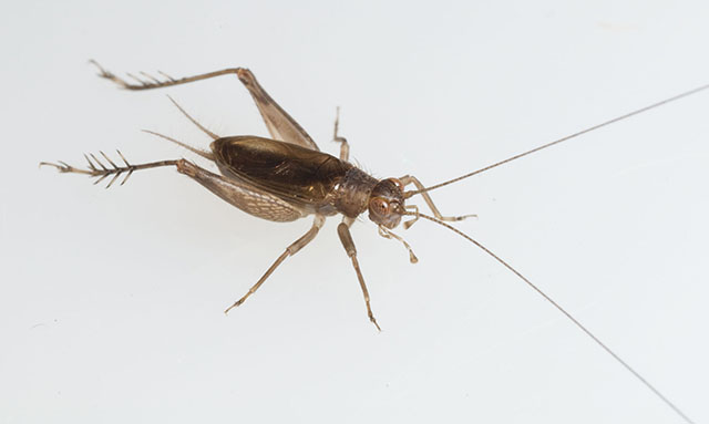 image of Anaxipha scia