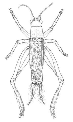 image of Tafalisca eleuthera