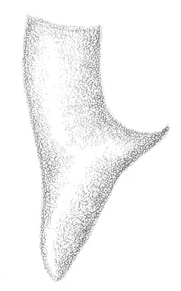 image of Conocephalus allardi