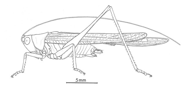 image of Conocephalus fasciatus