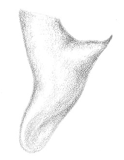 image of Conocephalus brevipennis