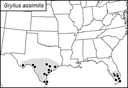 distribution map for Gryllus assimilis