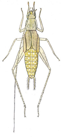image of Oecanthus fultoni