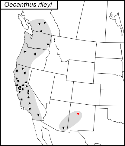 distribution map for Oecanthus rileyi
