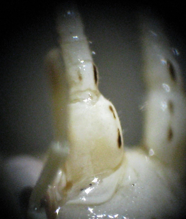 antennal markings of Oecanthus beameri